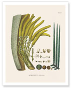 Coyol Palm Tree (Acrocomia Aculeata) - Flower and Seed - Giclée Art Prints & Posters