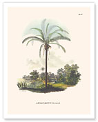 Murumuru Palm Tree (Astrocaryum Murumurú) - Pará, Brazil - Giclée Art Prints & Posters