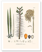 Murumuru Palm Tree (Astrocaryum Murumuru) - Flower and Seed - Giclée Art Prints & Posters