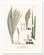 Tucum Palm Tree (Astrocaryum Vulgare) - Flower and Seed - Giclée Art Prints & Posters