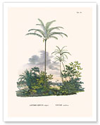 Tucum Palm Tree (Astrocaryum Vulgare) - Itapicuru, Brazil - Fine Art Prints & Posters