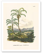 Javirá Palm Tree (Astrocaryum Campestre) - Tejuco and Vão, Brazil - Giclée Art Prints & Posters