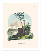 Peach Palm (Bactris Gasipaes) - Rio Japura, Brazil - Fine Art Prints & Posters
