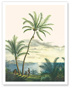 Coconut Palm Tree (Coco Nucifera) - Bahia, Brazil - Giclée Art Prints & Posters