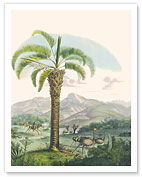 Jelly Palm Tree (Butia Capitata) - Minas Gerais, Brazil - Giclée Art Prints & Posters