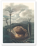 Jelly Palm Tree (Butia Capitata) - Formiga, Brazil - Giclée Art Prints & Posters