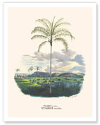 Jatá Palm Tree (Syagrus Cocoides) - Almeirim, Pará, Brazil - Fine Art Prints & Posters