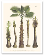 Bahia Piassava Palm Tree (Attalea Funifera) - Trunk and Stem - c. 1800's - Fine Art Prints & Posters