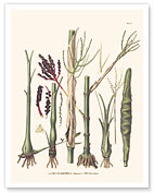Chamaedorea Elatior Palm Tree - Stem and Flowers - c. 1800's - Giclée Art Prints & Posters
