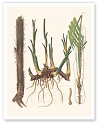 Bactris Major and Daemonorops Draco Palm Trees - Roots - c. 1800's - Fine Art Prints & Posters