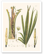 Schiede's Parlor Palm Tree (Chamaedorea Schiedeana) - Roots - c. 1800's - Giclée Art Prints & Posters