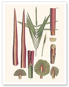 Red Latan Palm Tree (Latania Lontaroides) - Leaves and Stems - c. 1800's - Fine Art Prints & Posters