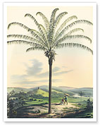 Palm Tree - South Rio de Janeiro, Brazil - c. 1800's - Giclée Art Prints & Posters