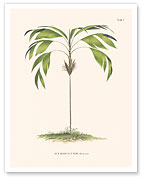 Evergreen Palm Tree (Hyospathe Elegans) - c. 1800's - Fine Art Prints & Posters