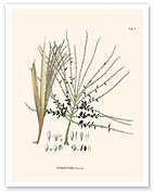 Palm Seeds and Flowers (Hyospathe Elegans) - c. 1800's - Fine Art Prints & Posters