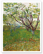 The Flowering Orchard - Arles, France - c. 1888 - Fine Art Prints & Posters