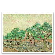 The Olive Orchard - Saint-Rémy-de-Provence, France - c. 1889 - Giclée Art Prints & Posters