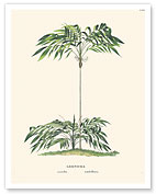 Geonoma Microstachys Acaulis Palm - c. 1800's - Fine Art Prints & Posters