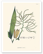 Geonoma Maxima - Palm Leaf - c. 1800's - Fine Art Prints & Posters