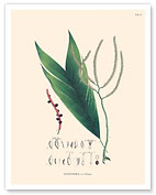 Geonoma Acutiflora Palm (Geonoma baculifera) - c. 1800's - Fine Art Prints & Posters