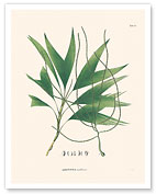 Palm Tree Leaf (Geonoma Laxiflora) - c. 1820's - Fine Art Prints & Posters