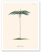 Palm Tree (Geonoma Spixiana) - c. 1820's - Fine Art Prints & Posters