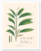 Palm Tree Leaf (Geonoma Pyenostachys) - c. 1820's - Fine Art Prints & Posters