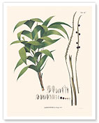 Ouricana Palm Tree Leaf & Root (Geonoma Pauciflora) - c. 1820's - Fine Art Prints & Posters