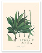 Palm Tree Leaf (Geonoma Macrostachys) - c. 1820's - Fine Art Prints & Posters