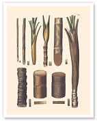 Palm Tree Trunks - Betel Nut Subfamily - c. 1820's - Fine Art Prints & Posters