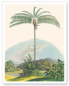 Palm Tree (Oenocarpus Distichus) - Brazil - c. 1820's - Fine Art Prints & Posters