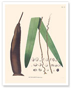 Palm Tree Leaf - Betel Nut Subfamily - (Oenocarpus Distichus) - c. 1820's - Fine Art Prints & Posters