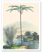 Bet Nut Subfamily Palms (Astrocaryum Acaule) (Oenocarpus Bataua) - c. 1820's - Fine Art Prints & Posters