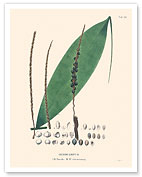Bacaba Palm Tree Leaf (Oenocarpus Bacaba - circumtextuz) - c. 1820's - Fine Art Prints & Posters