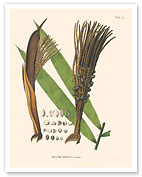 Milpesillo Palm Tree (Oenocarpus Minor) - c. 1820's - Fine Art Prints & Posters