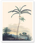 Açaí Palm Tree (Euterpe Oleracea) - c. 1820's - Fine Art Prints & Posters