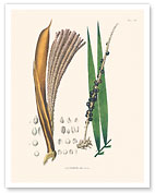 Açaí Palm Tree (Euterpe oleracea) - c. 1820's - Fine Art Prints & Posters