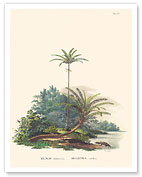 American Oil Palm (Elaeis oleifera) - Walking Palm (Socratea exorrhiza) - c. 1820's - Fine Art Prints & Posters