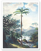 Copa Palm Tree (Iriartea deltoidea) - Caquetá-Japurá River Brazil - c. 1820's - Fine Art Prints & Posters