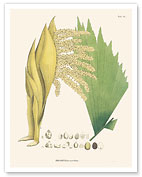 Walking Palm Tree (Socratea exorrhiza - Iriartea) - c. 1820's - Fine Art Prints & Posters