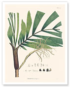 Palm Tree Leaf (Iriartella Setigera - Iriartea) - c. 1820's - Fine Art Prints & Posters