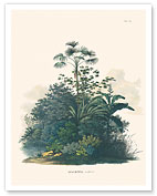 Rio Negro Palm Tree (Mauritiella aculeata - Mauritia) - c. 1820's - Fine Art Prints & Posters
