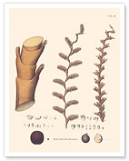 Moriche Palm Tree (Mauritia Flexuosa) - Fine Art Prints & Posters