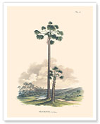 Moriche Palm Tree (Mauritia Vinifera) - Fine Art Prints & Posters