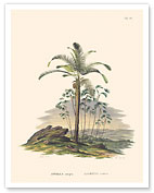 Attalea Compta and Prickly Ita Palm Tree (Mauritia Armata) Palm Trees - Fine Art Prints & Posters