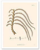 Prickly Ita Palm Tree - (Mauritia Armata) - Fine Art Prints & Posters