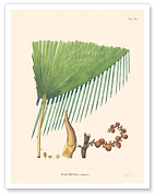 Prickly Ita Rattan Palm Tree (Mauritia Armata) - Fine Art Prints & Posters