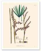 Poktamui Palm Tree (Lepidocaryum Gracile) - Fine Art Prints & Posters