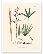 Irapay Palm Tree (Lepidocaryum Tenue) - Fine Art Prints & Posters