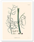 Carnauba Wax Palm Tree (Corypha Cerifera) - Fine Art Prints & Posters